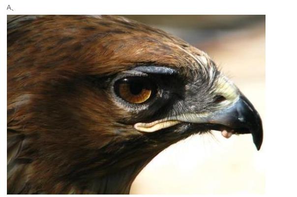 心理测试：第一眼，哪一只老鹰眼神最犀利？测你能否分辨人心