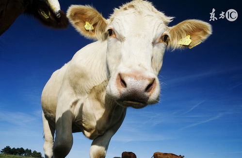 1973年属牛在2023年每月的运势