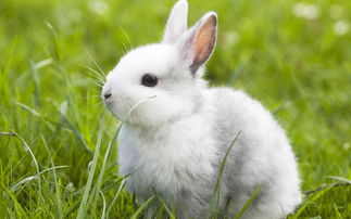 1999年属兔女五月初二出生