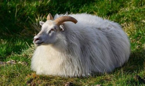 属羊的今年多少岁2023年虚岁